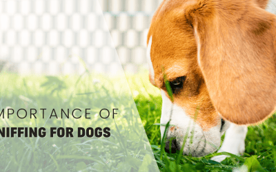 The Importance of Sniffing for Dogs: How It Boosts Your Dogs Happiness