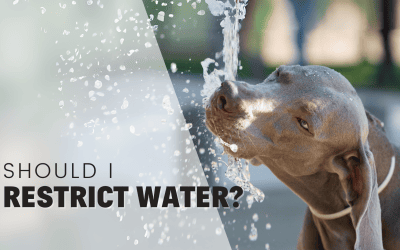 Should You Restrict Your Puppy’s Water for Toilet Training? Let’s Explore