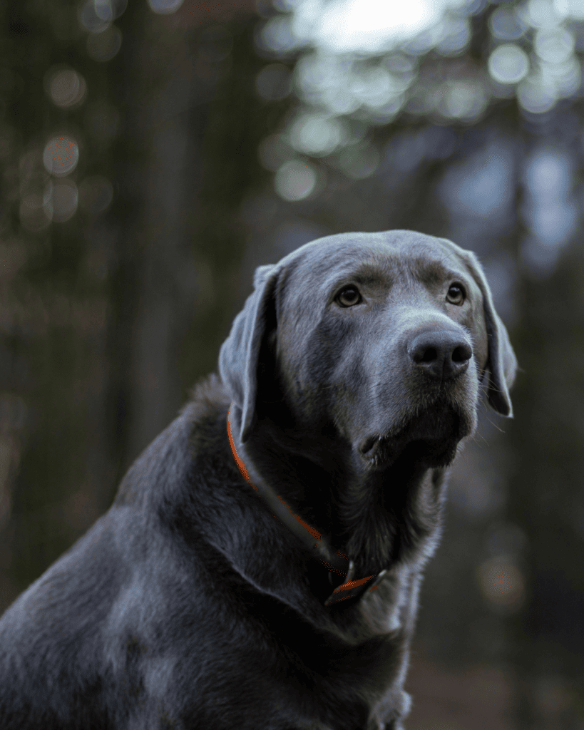 Dilute dog coats 2