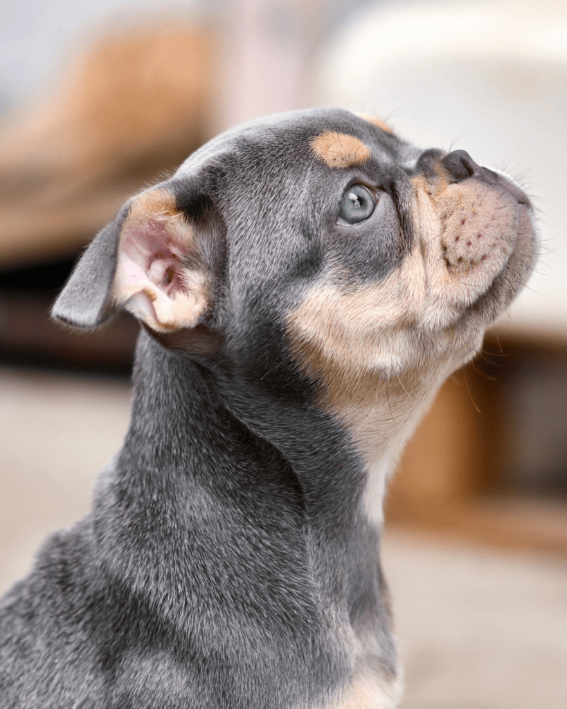 Dilute dog coats 3