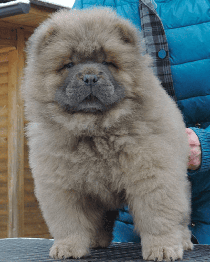 lilac chow chow puppy