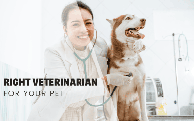 Finding the Right Veterinarian for Your Pet: A Comprehensive Guide