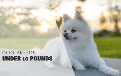 12 Dog Breeds Under 10 Pounds