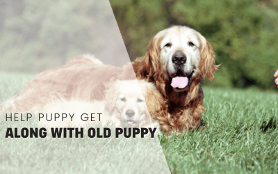 Bringing Harmony Home: Helping Your Puppy Bond with Your Older Dog
