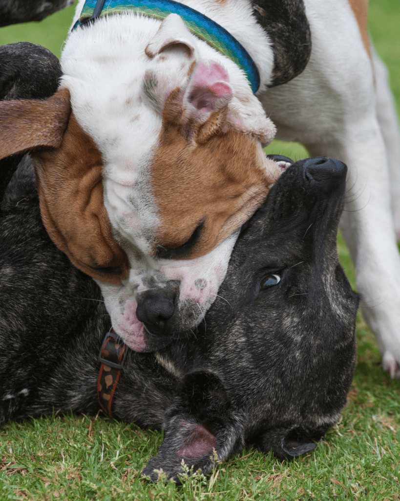 reframing dominant dogs 1