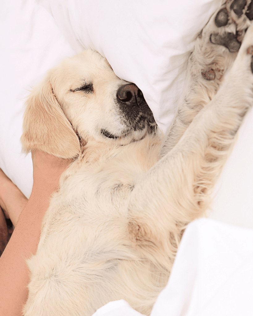 reframing dominant dogs 4