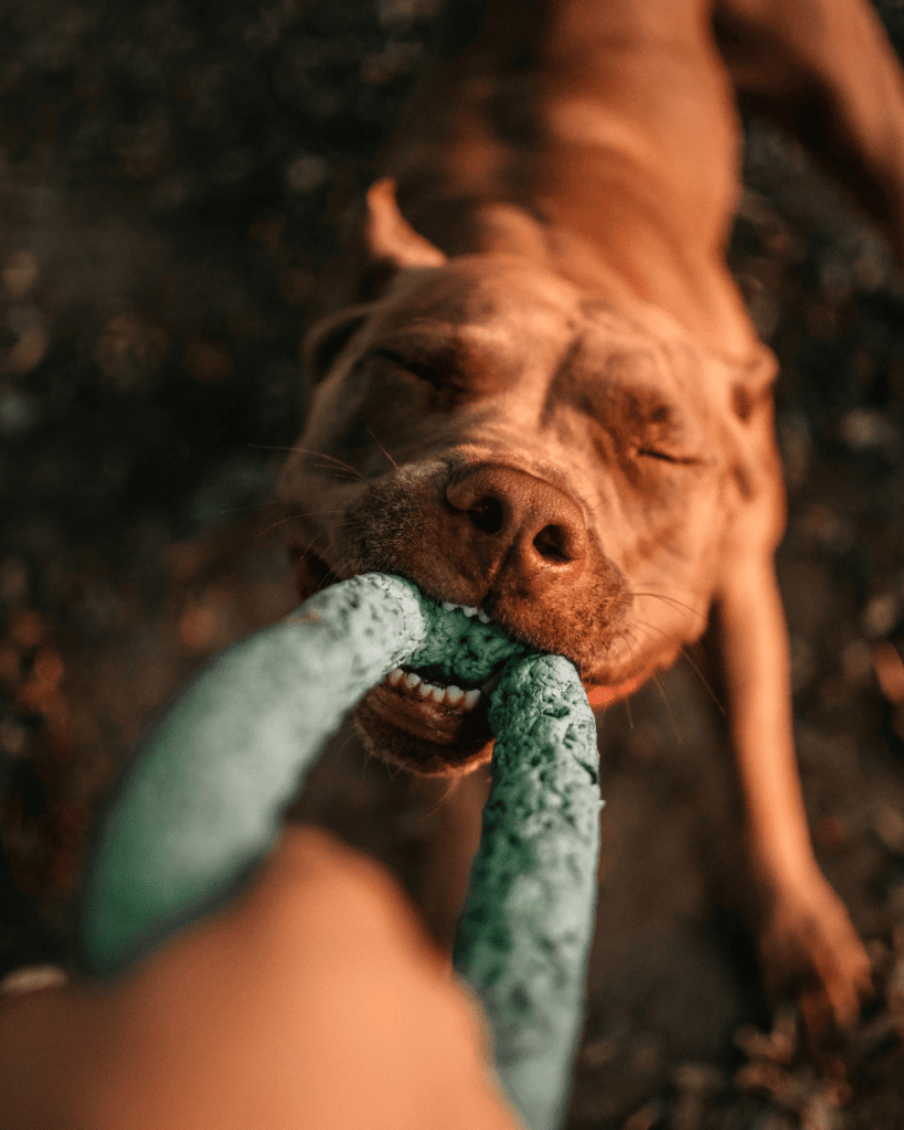 reframing dominant dogs 5