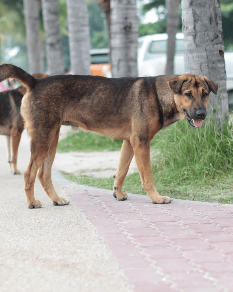 reframing dominant dogs 6