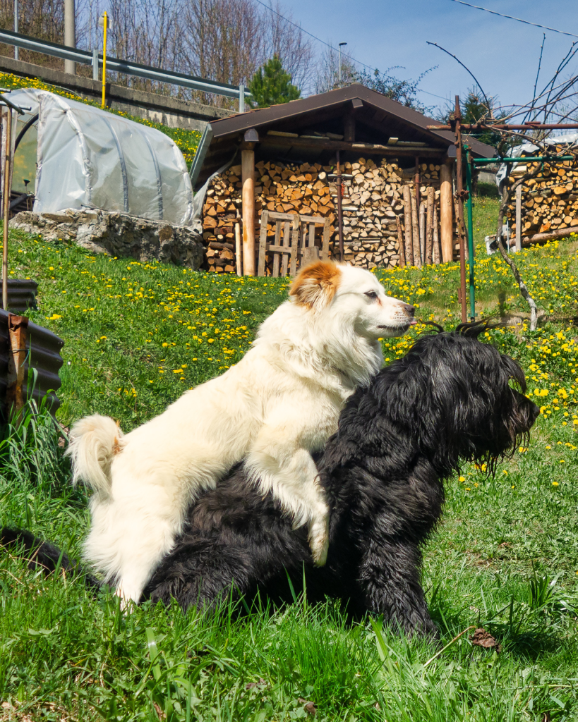 reframing dominant dogs 8