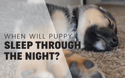 When Do Puppies Sleep Through The Night?