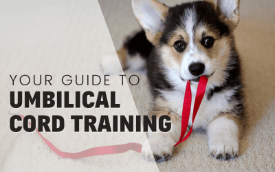 Guide To Umbilical Cord Training With Puppies & Dogs