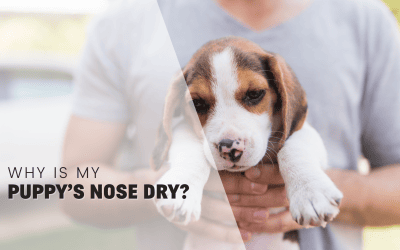 Why is My Puppy’s Nose Dry?