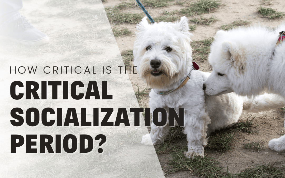 How Critical is the Critical Socialization Period?