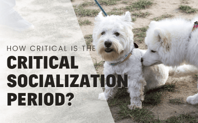 How Critical is the Critical Socialization Period?