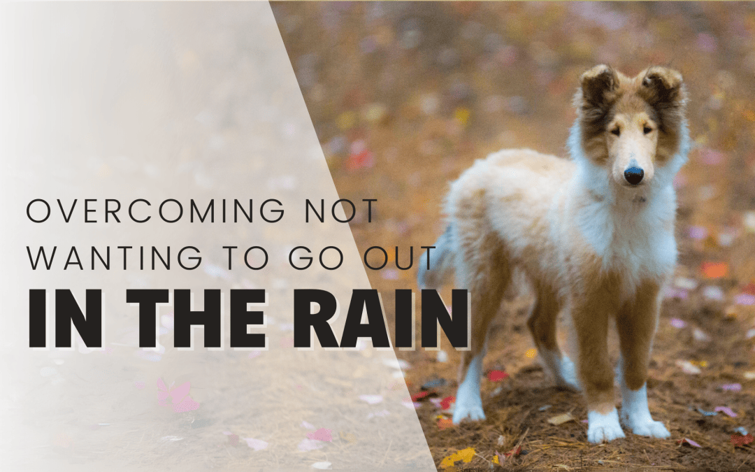 Help! My puppy Won’t Go Pee In The Rain!