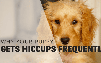 Why Your Puppy Gets Hiccups Frequently