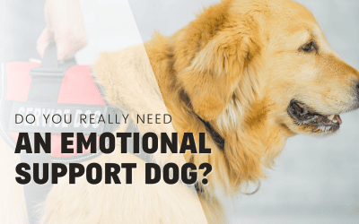 Do You Really Need a Dog as Your ESA? Understanding An Emotional Support Dog’s Needs