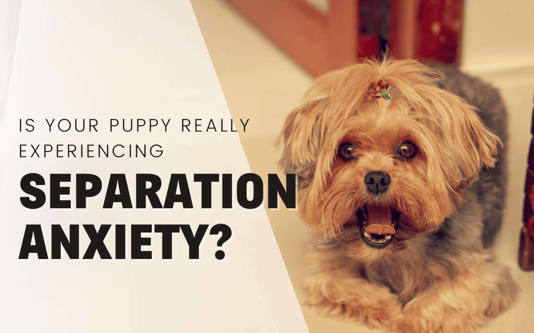 Can Puppies Struggle With Separation Anxiety? Pro Trainer Explains!