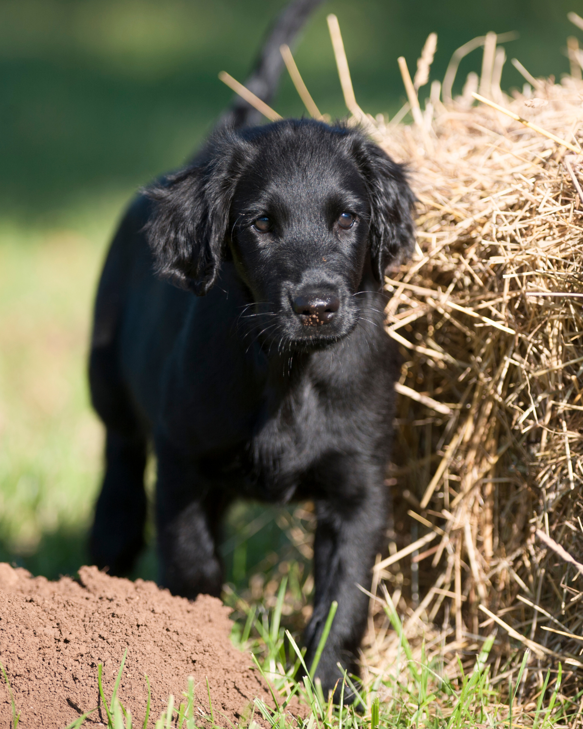 puppy get pregnant 2