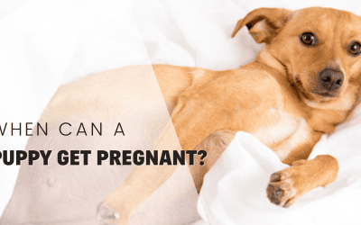 when can a puppy get pregnant