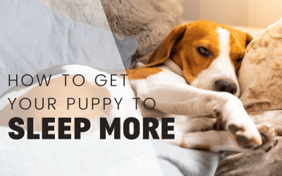 11 Ways To Get Your Puppy To Sleep More And Stop Being Cranky