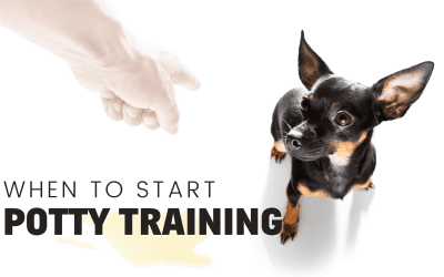 When Can You Start Potty Training a Puppy?