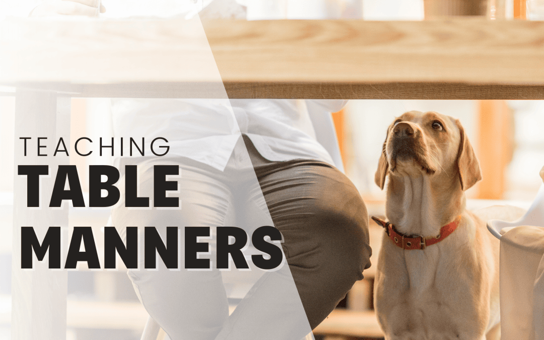 Teach Your Dog Or Puppy Table Manners & End Begging