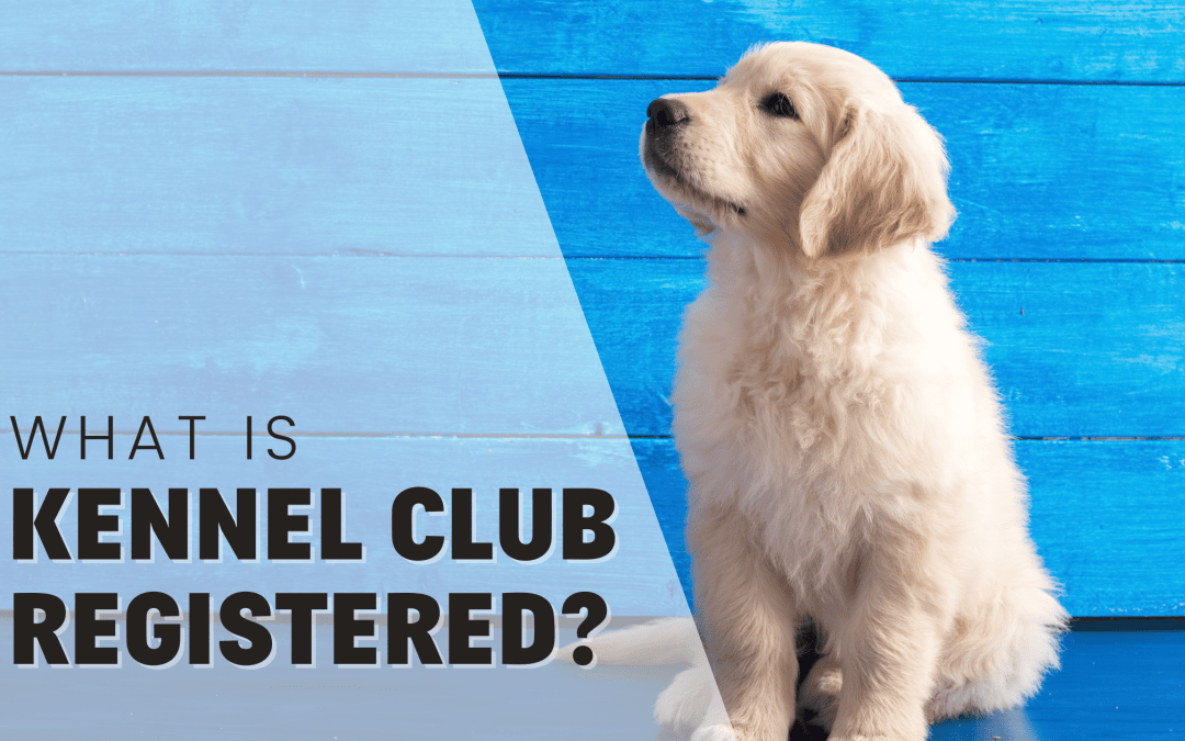 What Does It Mean To Be AKC Or Kennel Club Registered?