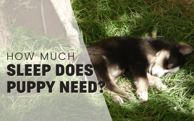 How Much Sleep Do Puppies Really Need?