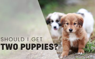 Should You Get Two Puppies at Once? Double Trouble or Twice the Fun?