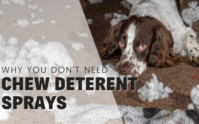 Anti-Chew Sprays For Puppies: Why Professionals Don’t Recommend Them.
