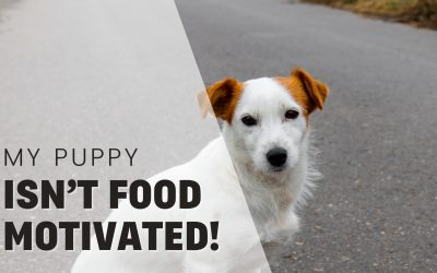 Help! My Puppy Isn’t Food Motivated!