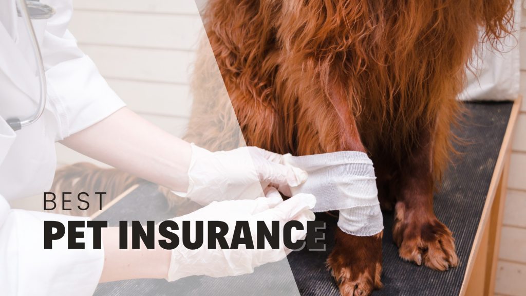 pet insurance