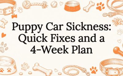 Puppy Car Sickness: Quick Fixes and a 4-Week Plan